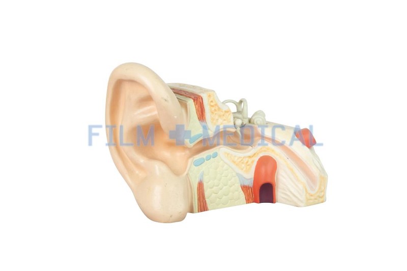 Teaching Ear Model